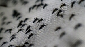 Diario HOY | Paraguay y Brasil se unen contra las arbovirosis