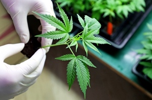 Cannabis: nuevo Decreto no elimina requisitos para licenciatarias | Lambaré Informativo