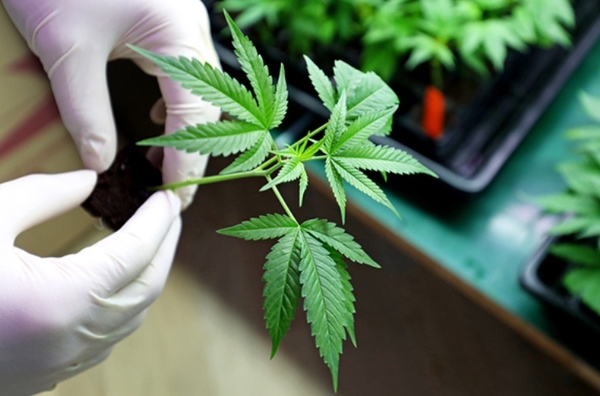 Cannabis: nuevo Decreto no elimina requisitos para licenciatarias | Lambaré Informativo