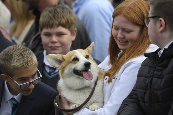 Tras la muerte de Isabel II el precio de los perros corgis toca récords - Mascotas - ABC Color