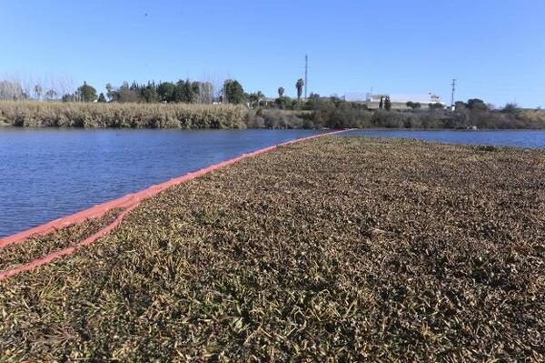 Diario HOY | Proponen uso de barreras flotantes en cauces hídricos para atrapar plásticos