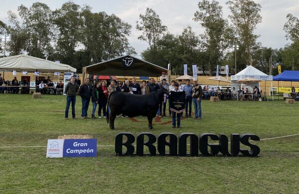 Pukavy y Jorge Caballero lograron la mejor Brangus de la Nacional de Primavera