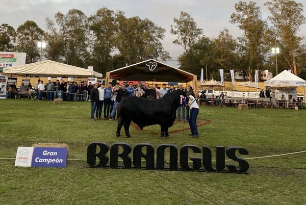 King George fue el mejor Brangus y consolidó un Tri Gran Campeonato en 2022