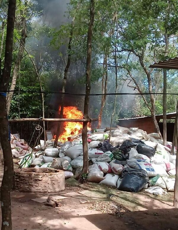 Más de 30 toneladas de marihuana picada fueron destruidas este fin de semana en Tavai - Policiales - ABC Color