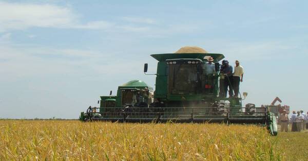 La Nación / Esperan diversificación de mercados para el arroz paraguayo en el 2023