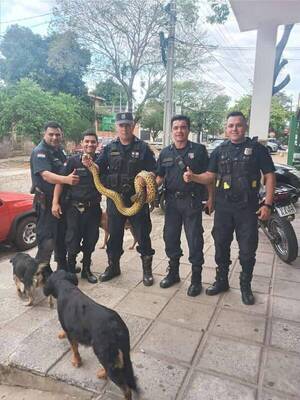 Crónica / Polis atrapan a una kuriju que salió a "pasear" por el barrio con "actitud sospechosa"