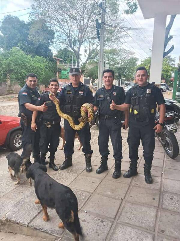 Crónica / Polis atrapan a una kuriju que salió a "pasear" por el barrio con "actitud sospechosa"