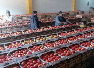 Tomateros llegan a acuerdo con el MAG | 1000 Noticias