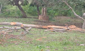 Fiscalía del Medio Ambiente, prohibió tala de árbol en una compañía de San José de los Arroyos - Noticiero Paraguay