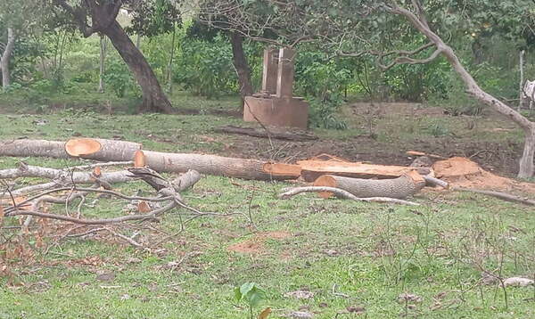 Fiscalía del Medio Ambiente, prohibió tala de árbol en una compañía de San José de los Arroyos - Noticiero Paraguay