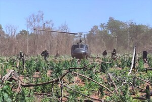 Fuerzas combinadas celebran destrucción de 414 Ton. de droga en Canindeyú, pero "olvidan" reporte de narcos detenidos – La Mira Digital