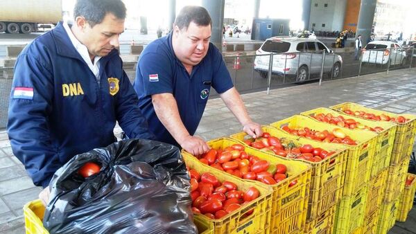Diario HOY | Tomateros locales cubren solo 60 % del mercado interno, el resto a merced del contrabando