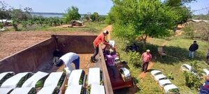 Indígenas producen y comercializan banana en sus fincas - Nacionales - ABC Color