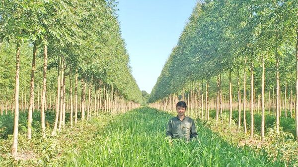 Nuevo fondo Eco Forestal - I tendrá hasta un 14% de retorno | Economía y Finanzas | 5Días
