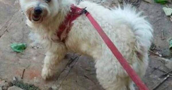 La Nación / ¿Dónde está Kevin?: buscan a perrito que se perdió hace dos meses en Lambaré
