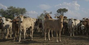 Hoy martes, Everdem remata más de 1.200 vacunos en Feria Especial de Primavera