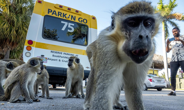 La inteligencia artificial podría anticipar la transmisión de futuras infecciones de animales a humanos - OviedoPress