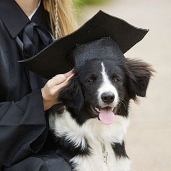 Border collie, pura energía - Mascotas - ABC Color