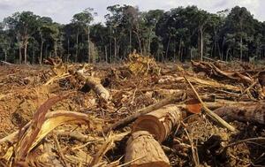 Paraguay perdió 756.000 hectáreas de bosques por deforestación en 3 años – Prensa 5