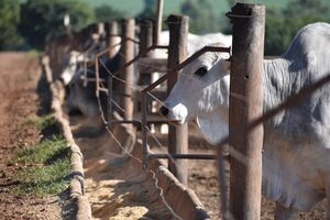 Precio del ganado gordo bajó US$ 0,20 a la carne