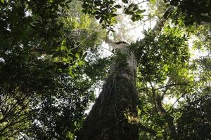 El legado de don Humberto Rubín: Los Colosos de la Tierra - Nacionales - ABC Color