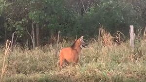 Avistamiento de un aguara guasu en el Chaco