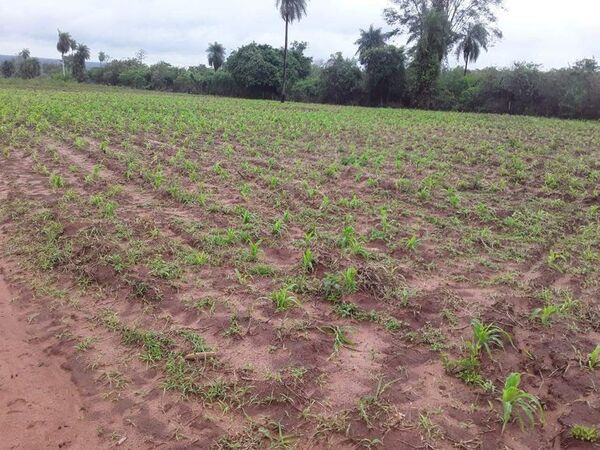 Lluvia beneficia a la producción agrícola en San Estanislao - Nacionales - ABC Color