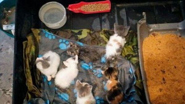 Detienen a hombre por lanzar diez gatos a un río