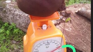 Humilde agricultor cosechó remolacha de un kilo