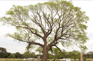 Diario HOY | Colosos de la Tierra 2022: el árbol más grande del Paraguay está en Cordillera