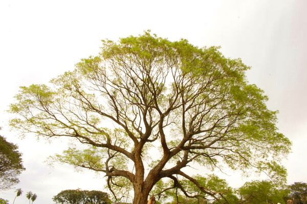 El árbol más grande del Paraguay este 2022 está en San Bernardino - Nacionales - ABC Color