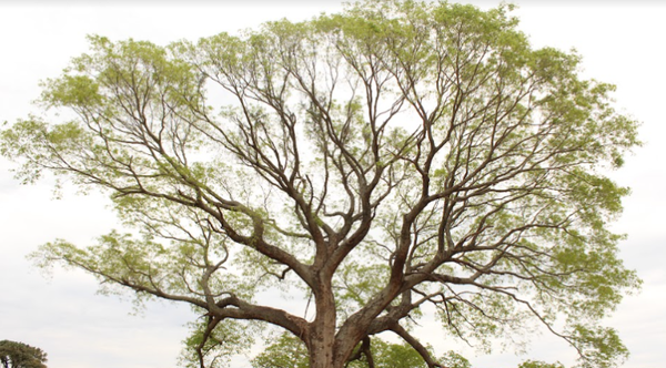 Colosos de la Tierra 2022: el árbol más grande del Paraguay está en Cordillera