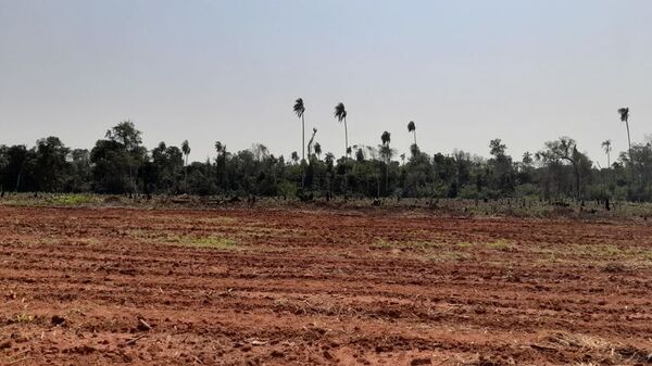 La deforestación continúa en las tierras indígenas y áreas protegidas - Nacionales - ABC Color