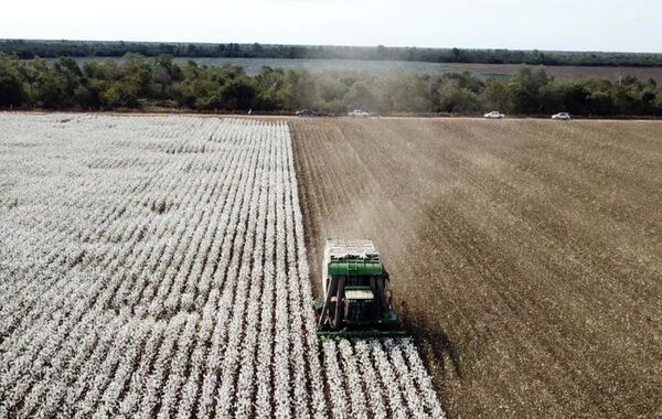 Algodón se impone en el Chaco y se podría llegar a 30.000 hectáreas - Economía - ABC Color