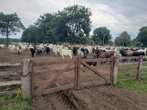 Denuncian paralización de proceso penal a imputada por venta irregular de más 4.000 ganados vacunos