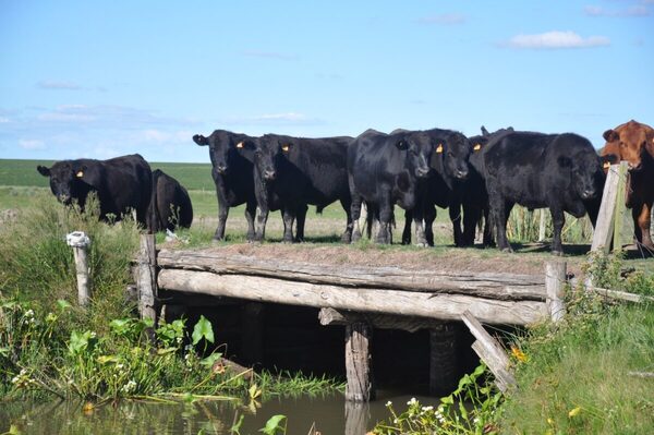 Fuerte caída para el Novillo Mercosur: solo Argentina supera los US$ 4