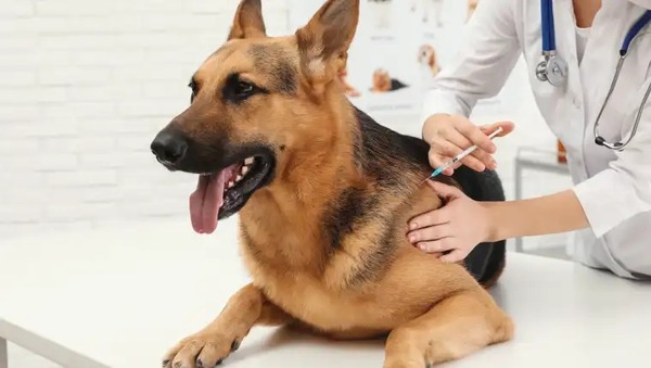 Vacunar a los animales puede evitar la rabia