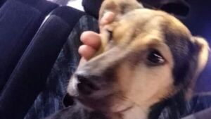 Ofrece platal por su perrita "puro corazón"