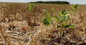 La Nación / La peor zafra agrícola de la historia dejó pérdidas por US$ 3.000 millones