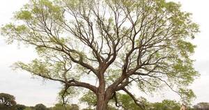 La Nación / Un árbol de timbó, el imponente Coloso del 2022