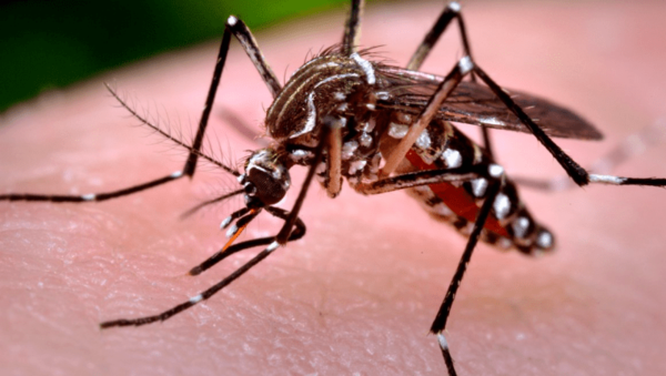 Dengue: 7 regiones del país presentan un ligero aumento de cuadros sospechosos | 1000 Noticias