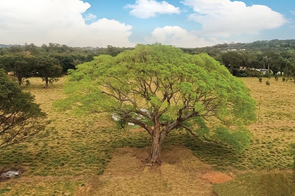 Coloso de la Tierra: Un Timbó de Sanber es el árbol más grande de Paraguay - trece