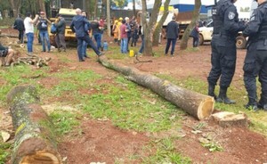 Comuna autorizó tala de 79 árboles, de 173 solicitados por Agrofértil