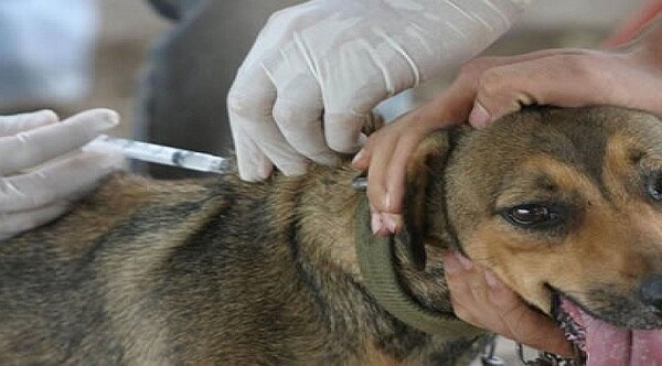 Diario HOY | Centro Antirrábico brinda servicio gratuito de vacunación para perros y gatos