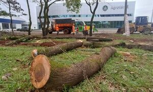 Fiscalía interviene y ordena parar tala de árboles en espacio del MOPC - La Clave
