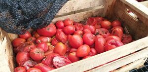 En Central tiran y queman más de 7.000 kilos de tomates por falta de mercado - Interior - ABC Color