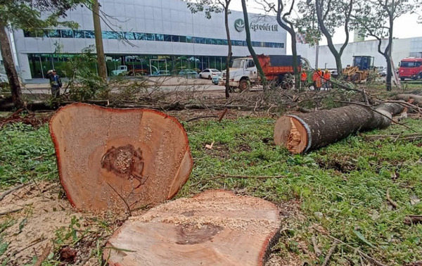 Suspenden tala de árboles en Ciudad del Este: Sería para la construcción de un estacionamiento – Prensa 5