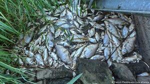 Informe: alga venenosa causó muerte masiva de peces en Alemania