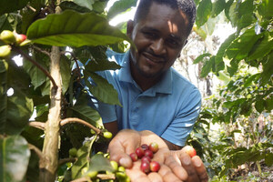 Bolivia aspira a lograr reconocimiento mundial para sus cafés especiales - MarketData