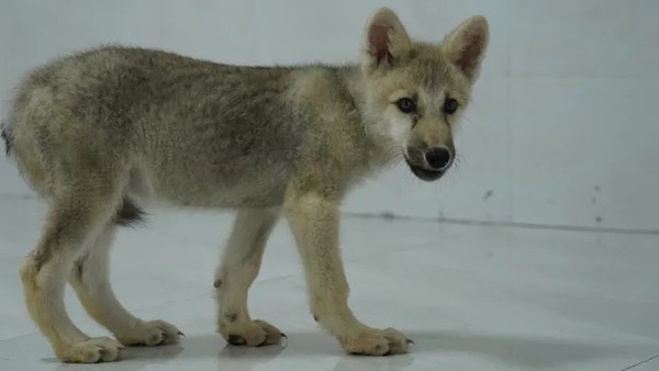 Nace en China primer ejemplar clonado de lobo ártico